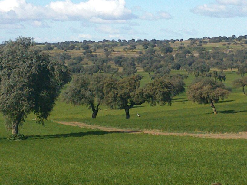 Dehesa extremeña. Quintana de la Serena