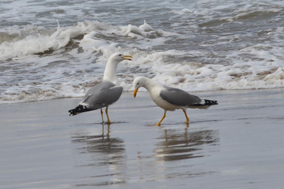 Gaviotas en la orilla