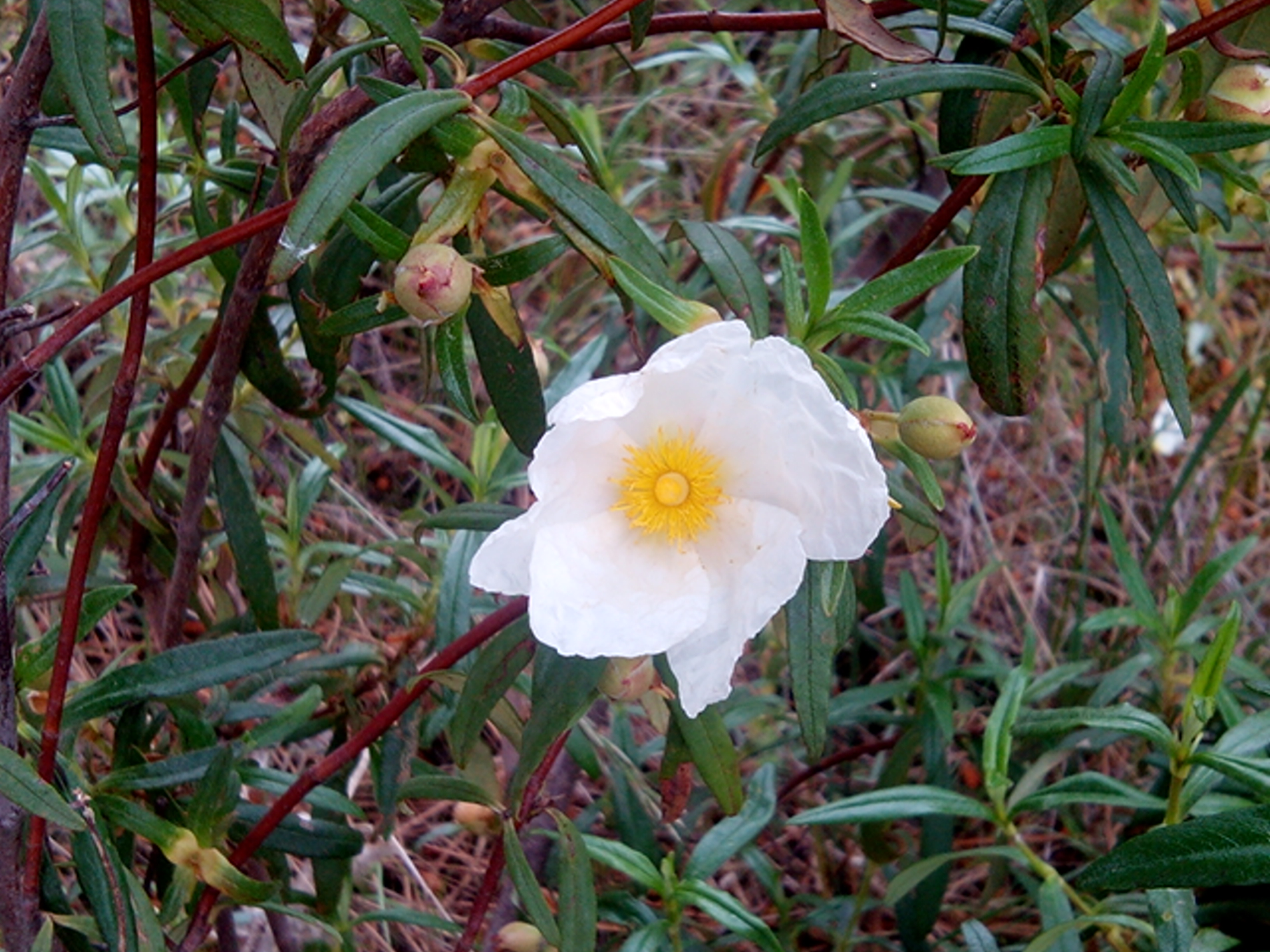 Flor de jara