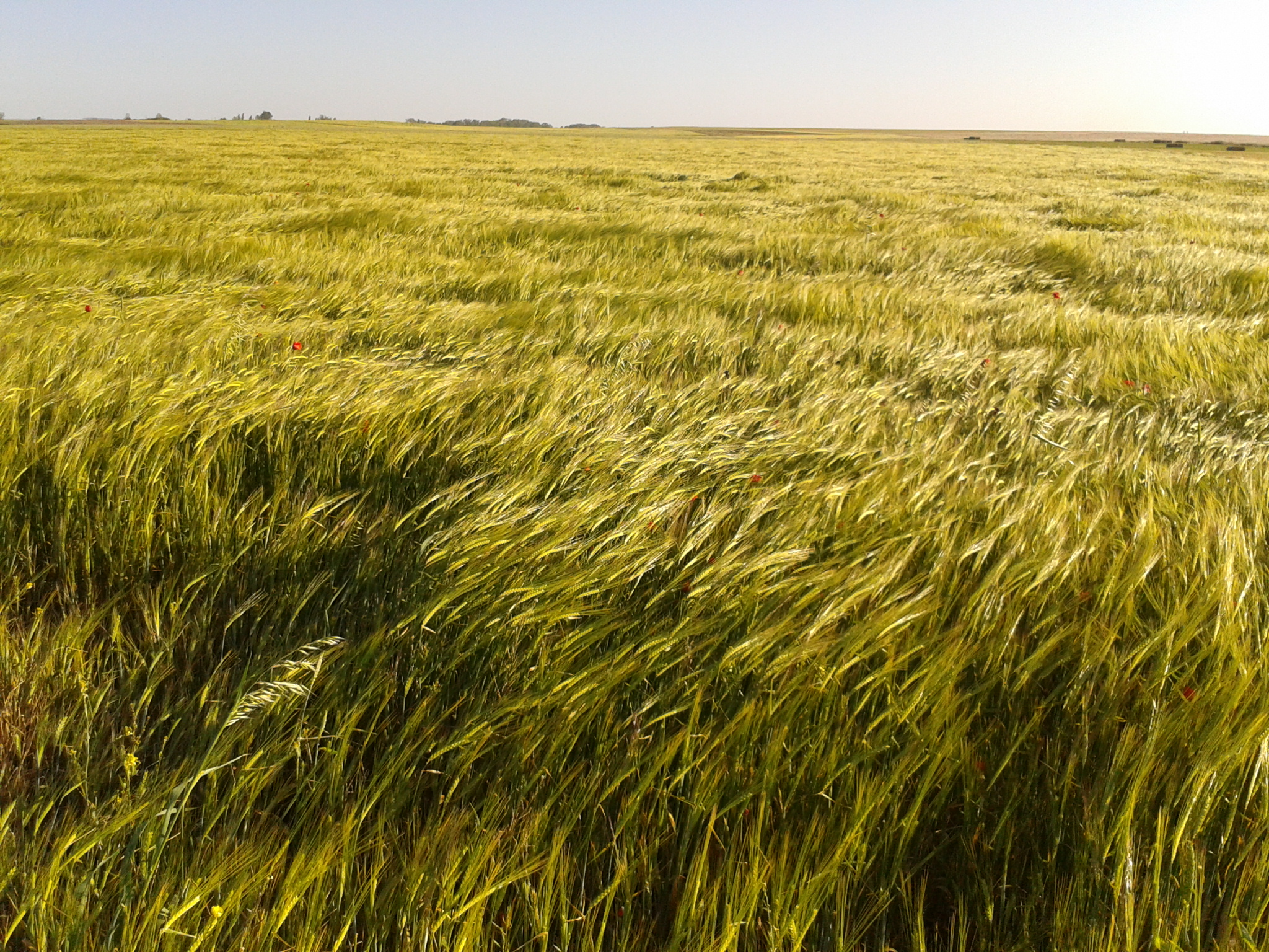 Campos de cebada