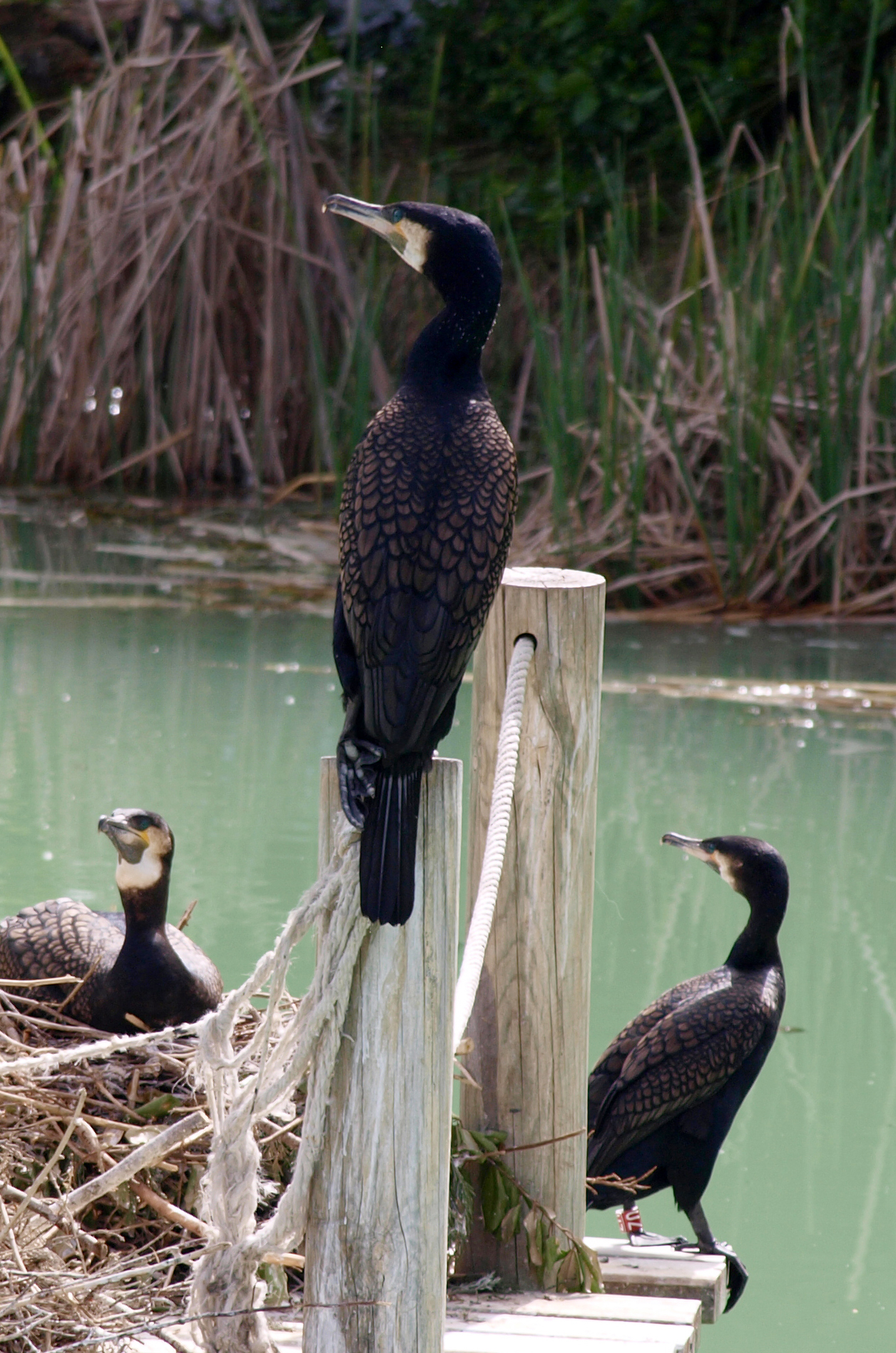 Cormoranes